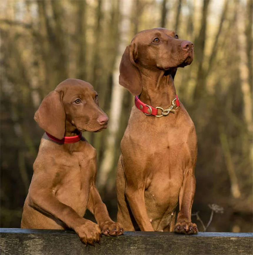 犬のしこりを見分ける方法とやるべきこと【早期発見のコツ】