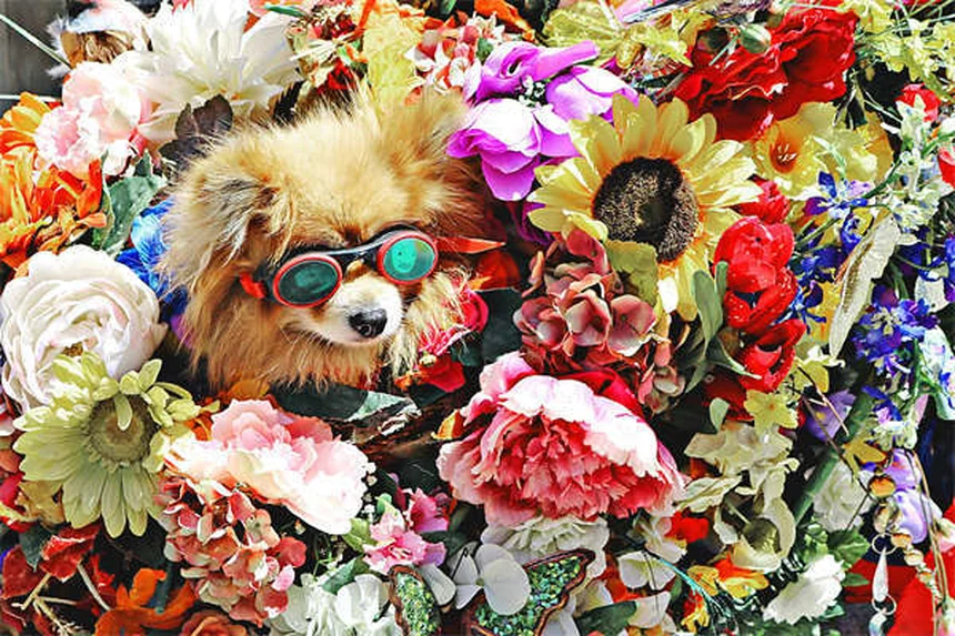 犬の歯のクリーニング費用の相場は？必要理由と節約する4つの方法を徹底解説