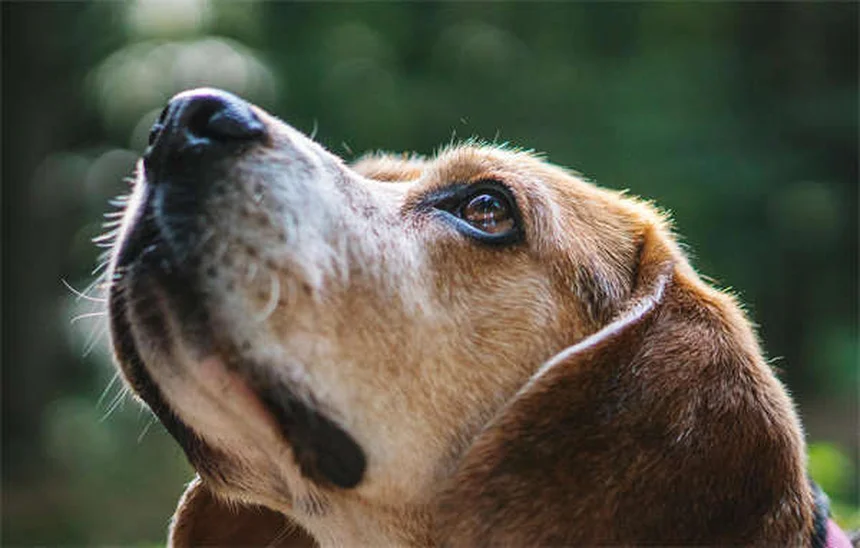 ラーク・コーシングって知ってる？愛犬が本領発揮する安全な狩猟模擬競技を解説