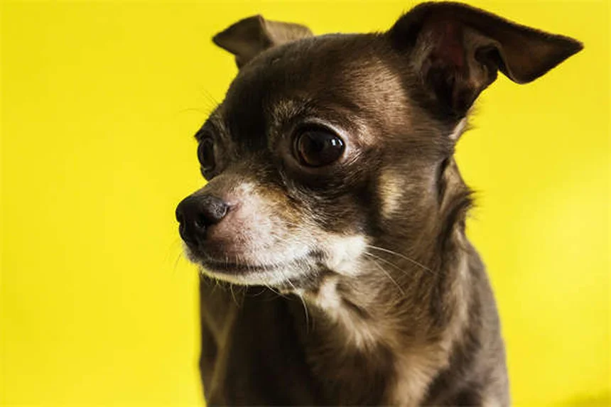 ラーク・コーシングって知ってる？愛犬が本領発揮する安全な狩猟模擬競技を解説