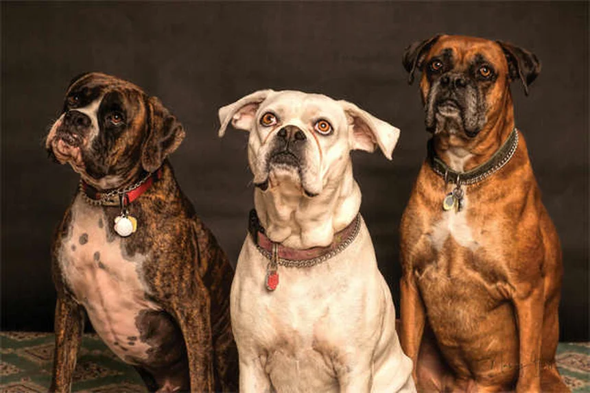 犬のボルデテラワクチン、本当に必要？効果や副作用を獣医師が徹底解説