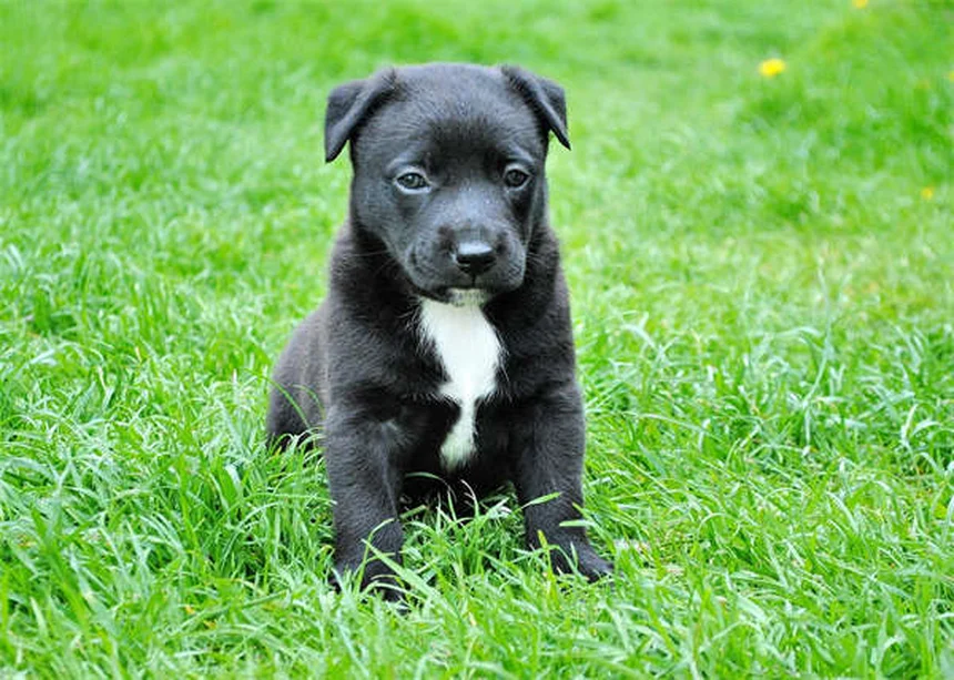 子犬の下痢、すぐに病院？その判断基準と正しい対処法
