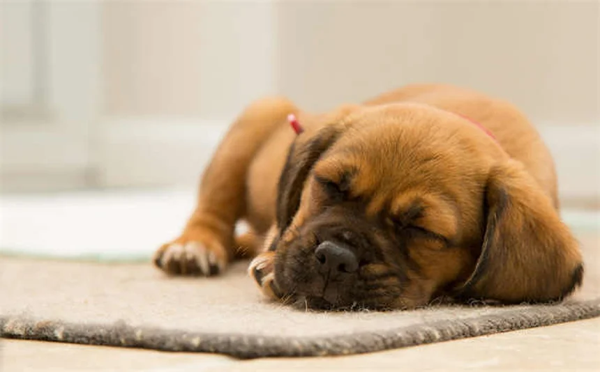 子犬の歯が生える痛みを和らげる4つの実践的ケア方法