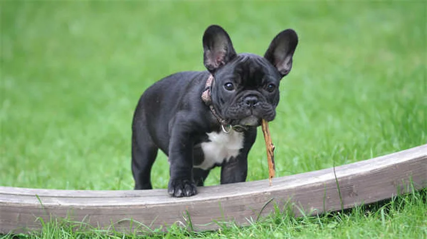 犬の筋肉痙攣の原因と治療法、すぐ病院に行くべき？