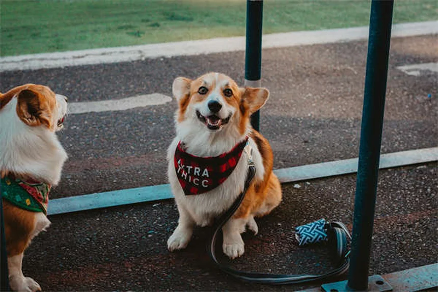 犬や猫の下痢にタイロシン！効果と副作用を解説