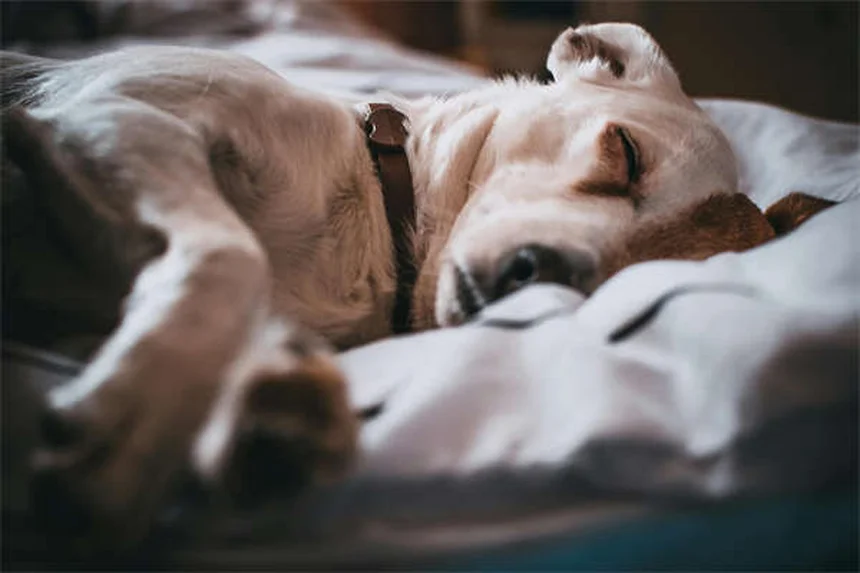水が好きな犬の特徴と安全な楽しみ方｜18犬種の飼い方ガイド