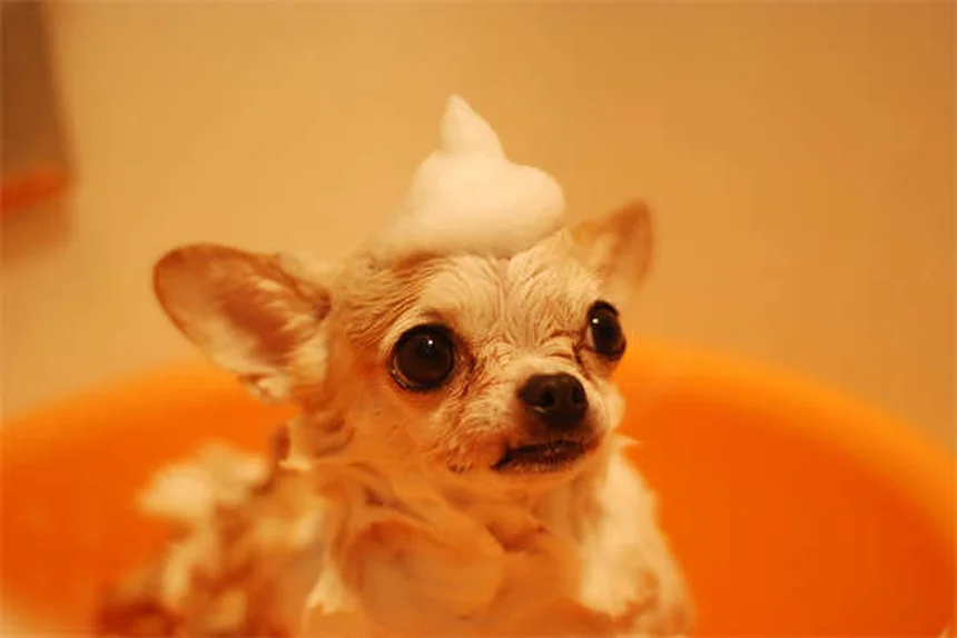 水が好きな犬の特徴と安全な楽しみ方｜18犬種の飼い方ガイド