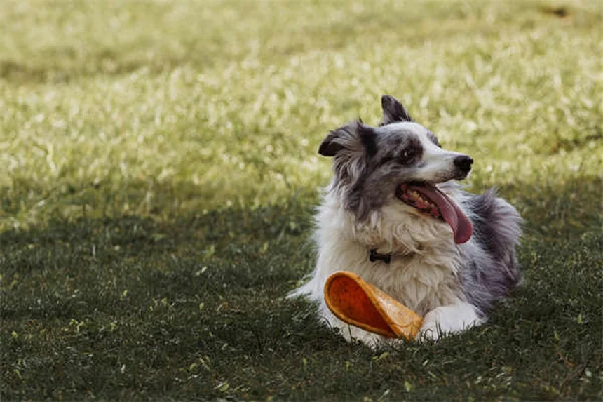 愛犬が他の犬と遊ばない…それって問題？見極める3つのポイント