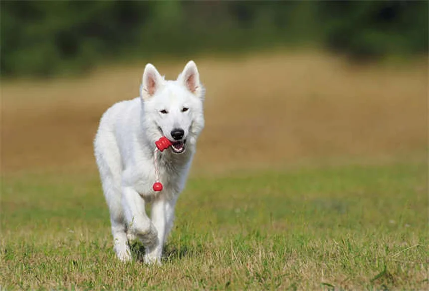 愛犬が他の犬と遊ばない…それって問題？見極める3つのポイント