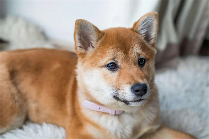 アルバニア馬は飼いやすい？特徴・歴史・飼育のポイントを徹底解説