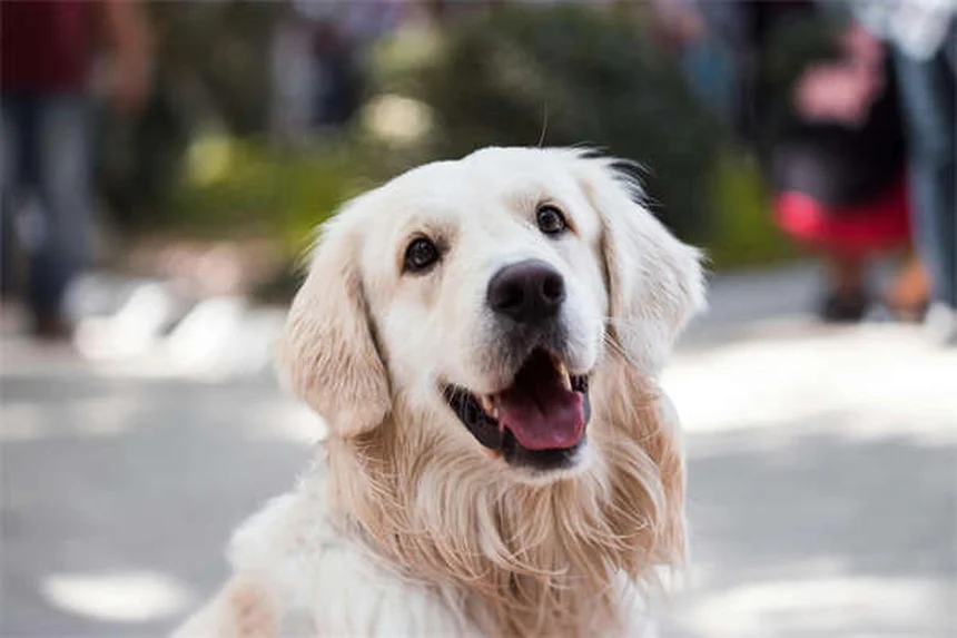 犬のいじめ行動を見極めて正しく直す方法
