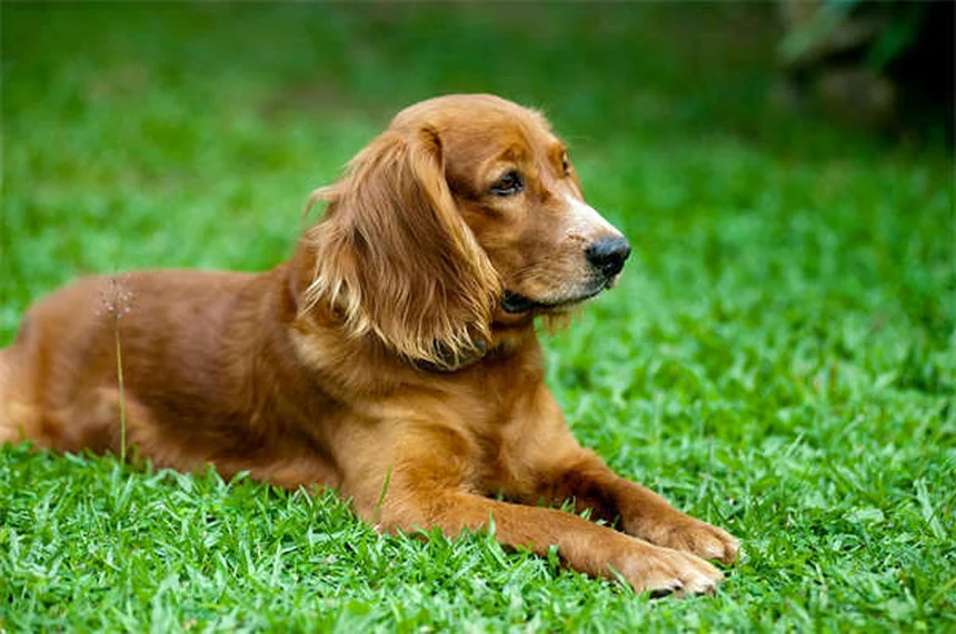 犬の歯の数は42本！子犬との違いや正しいケア方法