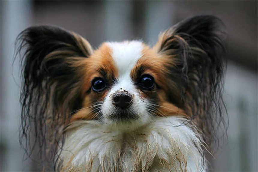 犬の吐き気の症状と正しい対処法を獣医師が徹底解説