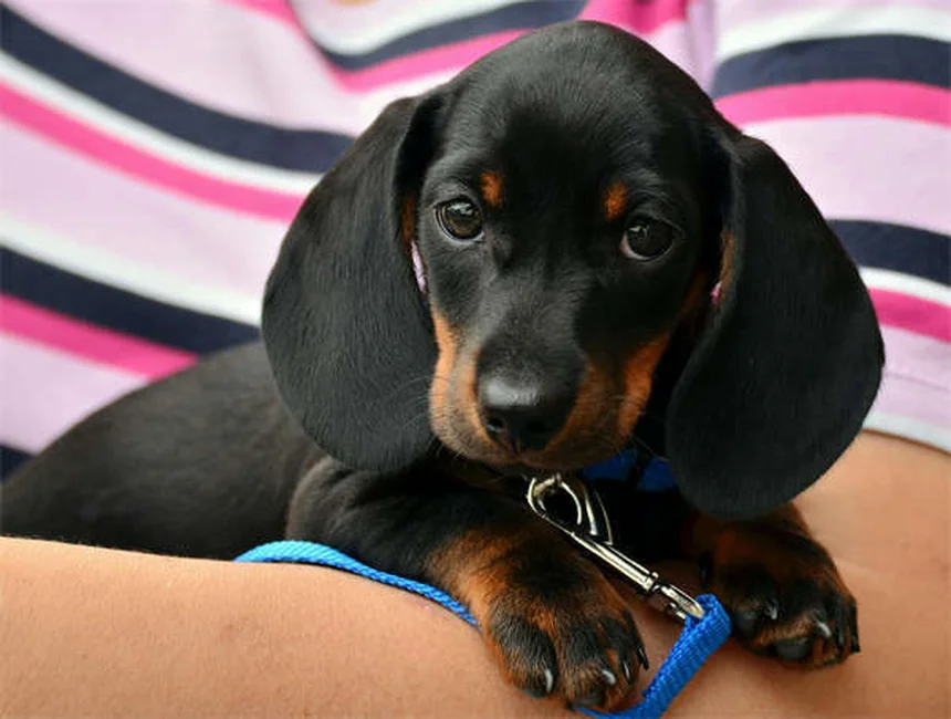 犬の老化対策にNAD+サプリは効果的？実際に使った体験談と注意点