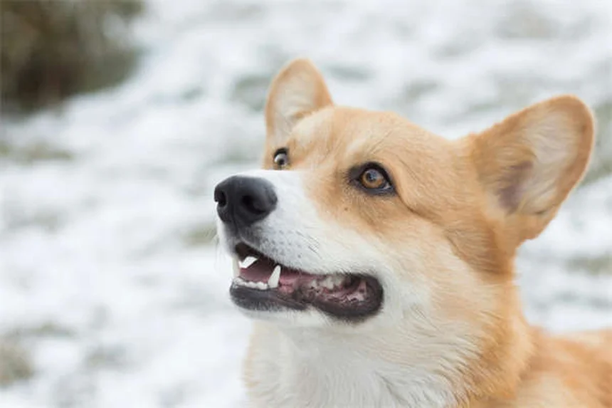 知っておきたい犬の水上スポーツ5選！安全に楽しむコツも紹介