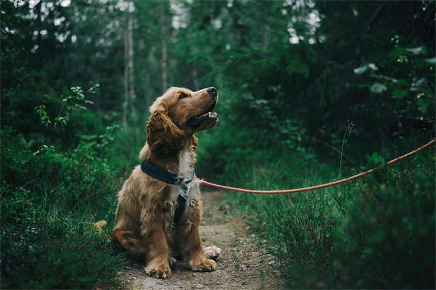 知っておきたい犬の水上スポーツ5選！安全に楽しむコツも紹介