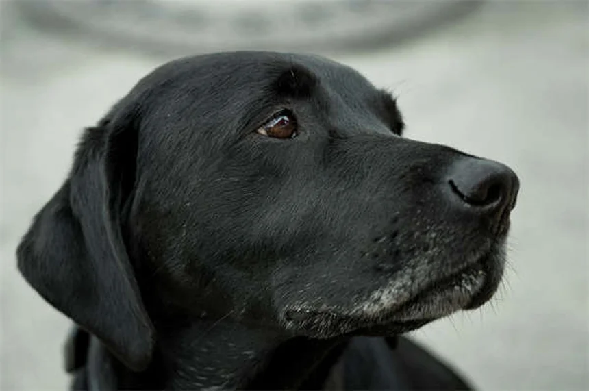 犬と一緒に運動で体重15%減！P-PET研究が示す驚きの効果