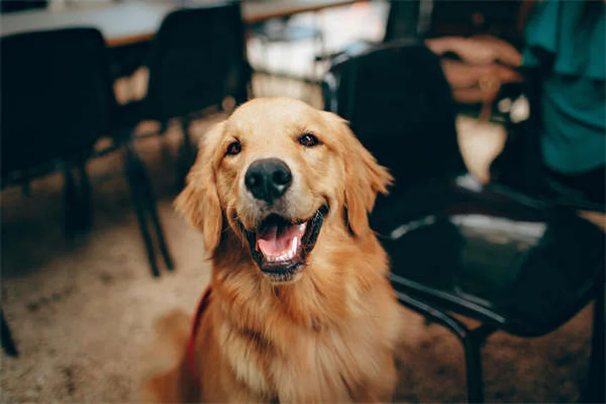 犬のDNA検査キットの真実：知っておきたいメリットとデメリット