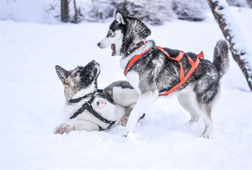 ハリケーン対策！愛犬を守るための5つの準備と避難のコツ