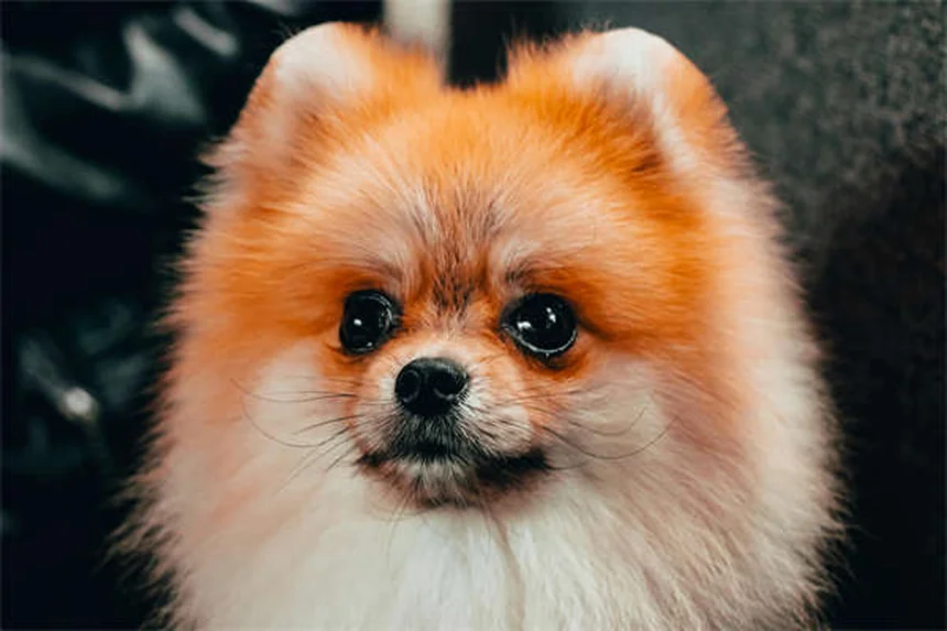 犬に氷はNG？獣医師が教える安全な与え方と注意点4つ