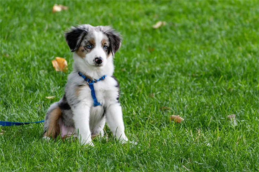 シニア犬はいつから？6歳から10歳まで差がある老いのサインと正しいケア