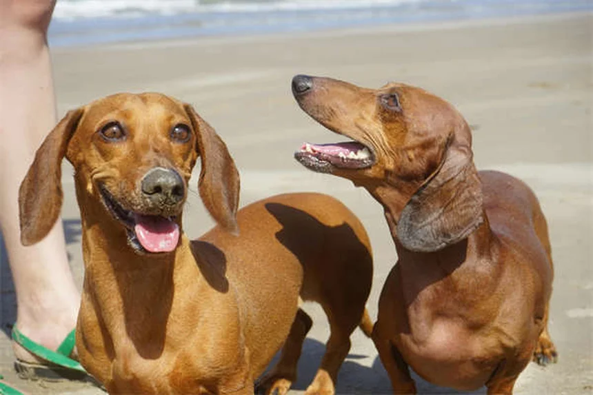 シニア犬はいつから？6歳から10歳まで差がある老いのサインと正しいケア